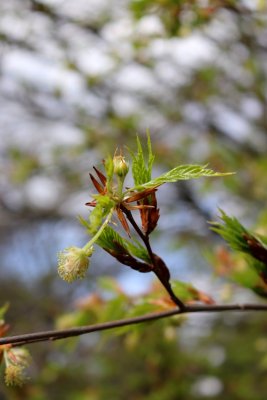 Fagus sylvatica 'Asplenifolia' - buk lesní - květ 1(118)